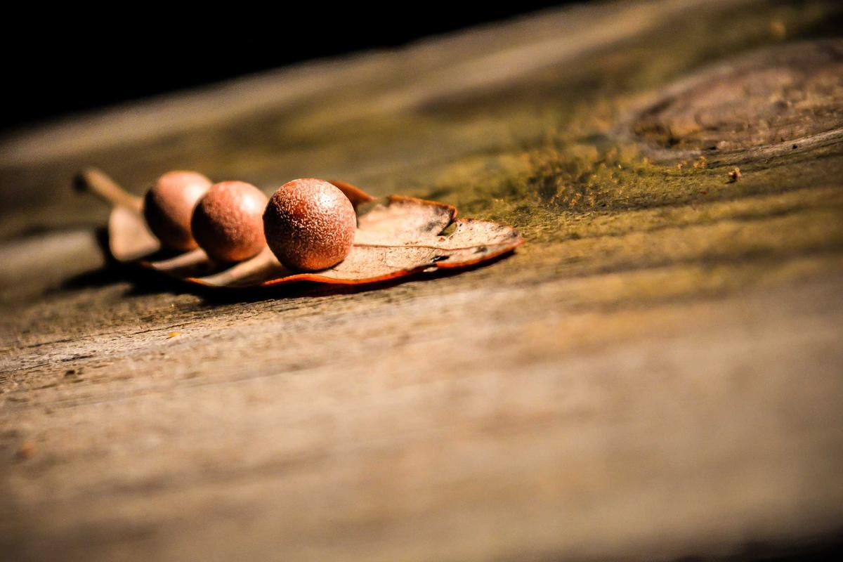 Isu Politik-Hukum Terkini: RI Diminta Keluar dari Anggota BoP