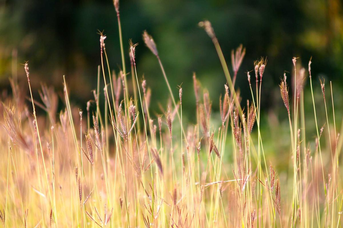 Prabowo-Gibran: Potret kebijakan pemerintah – Viral dulu, cabut kemudian